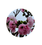 桜 スタンプ 1（個別スタンプ：4）