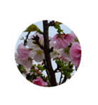 桜 スタンプ 1（個別スタンプ：6）