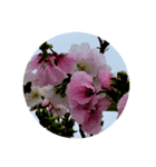 桜 スタンプ 1（個別スタンプ：7）