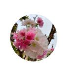 桜 スタンプ 1（個別スタンプ：8）