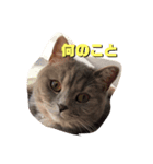 スタイリーサイタマ2（個別スタンプ：1）