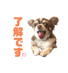 チワワのクッキーのスタンプ（個別スタンプ：1）