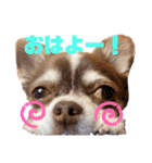 チワワのクッキーのスタンプ（個別スタンプ：3）