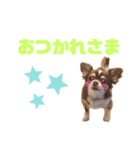 チワワのクッキーのスタンプ（個別スタンプ：4）