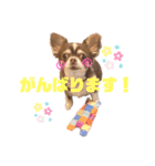 チワワのクッキーのスタンプ（個別スタンプ：10）