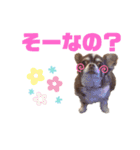 チワワのクッキーのスタンプ（個別スタンプ：13）