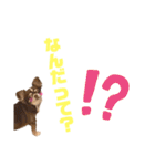 チワワのクッキーのスタンプ（個別スタンプ：14）