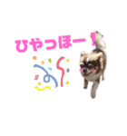チワワのクッキーのスタンプ（個別スタンプ：16）