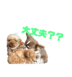 チワワのクッキーのスタンプ（個別スタンプ：20）