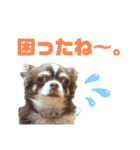 チワワのクッキーのスタンプ（個別スタンプ：22）