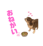 チワワのクッキーのスタンプ（個別スタンプ：24）