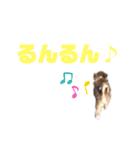 チワワのクッキーのスタンプ（個別スタンプ：35）
