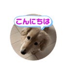 コロンのデカ文字（個別スタンプ：1）