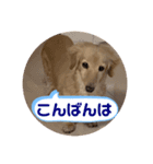 コロンのデカ文字（個別スタンプ：2）
