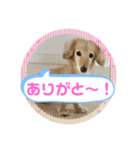 コロンのデカ文字（個別スタンプ：3）