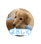 コロンのデカ文字（個別スタンプ：4）