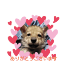 CrystalHasMaraDogs 2（個別スタンプ：1）