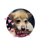 CrystalHasMaraDogs 2（個別スタンプ：2）