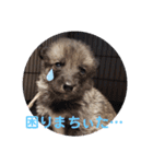 CrystalHasMaraDogs 2（個別スタンプ：3）