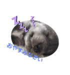 CrystalHasMaraDogs 2（個別スタンプ：4）