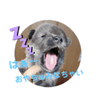 CrystalHasMaraDogs 2（個別スタンプ：5）