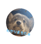 CrystalHasMaraDogs 2（個別スタンプ：6）