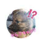 CrystalHasMaraDogs 2（個別スタンプ：7）