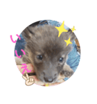 CrystalHasMaraDogs 2（個別スタンプ：8）