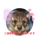 CrystalHasMaraDogs 2（個別スタンプ：10）