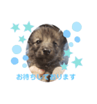 CrystalHasMaraDogs 2（個別スタンプ：11）