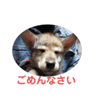 CrystalHasMaraDogs 2（個別スタンプ：12）