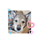 CrystalHasMaraDogs 2（個別スタンプ：15）