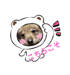 CrystalHasMaraDogs 2（個別スタンプ：16）