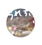 くんクマ スタンプ（個別スタンプ：3）