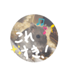 くんクマ スタンプ（個別スタンプ：7）