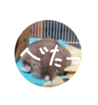 くんクマ スタンプ（個別スタンプ：9）
