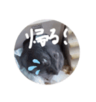 くんクマ スタンプ（個別スタンプ：10）