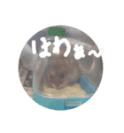 くんクマ スタンプ（個別スタンプ：12）