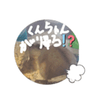 くんクマ スタンプ（個別スタンプ：17）