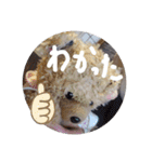 くんクマ スタンプ（個別スタンプ：30）