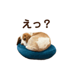 ちくわの詰め合わせ（個別スタンプ：5）