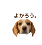 ちくわの詰め合わせ（個別スタンプ：8）