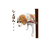 ちくわの詰め合わせ（個別スタンプ：9）