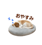 ちくわの詰め合わせ（個別スタンプ：16）