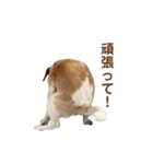 ちくわの詰め合わせ（個別スタンプ：21）
