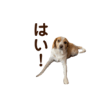 ちくわの詰め合わせ（個別スタンプ：32）