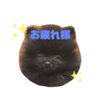 ポメラニアンのニコちゃん（個別スタンプ：7）