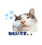 うちのゆるいねこ1（個別スタンプ：1）