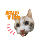うちのゆるいねこ1（個別スタンプ：2）