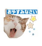 うちのゆるいねこ1（個別スタンプ：3）